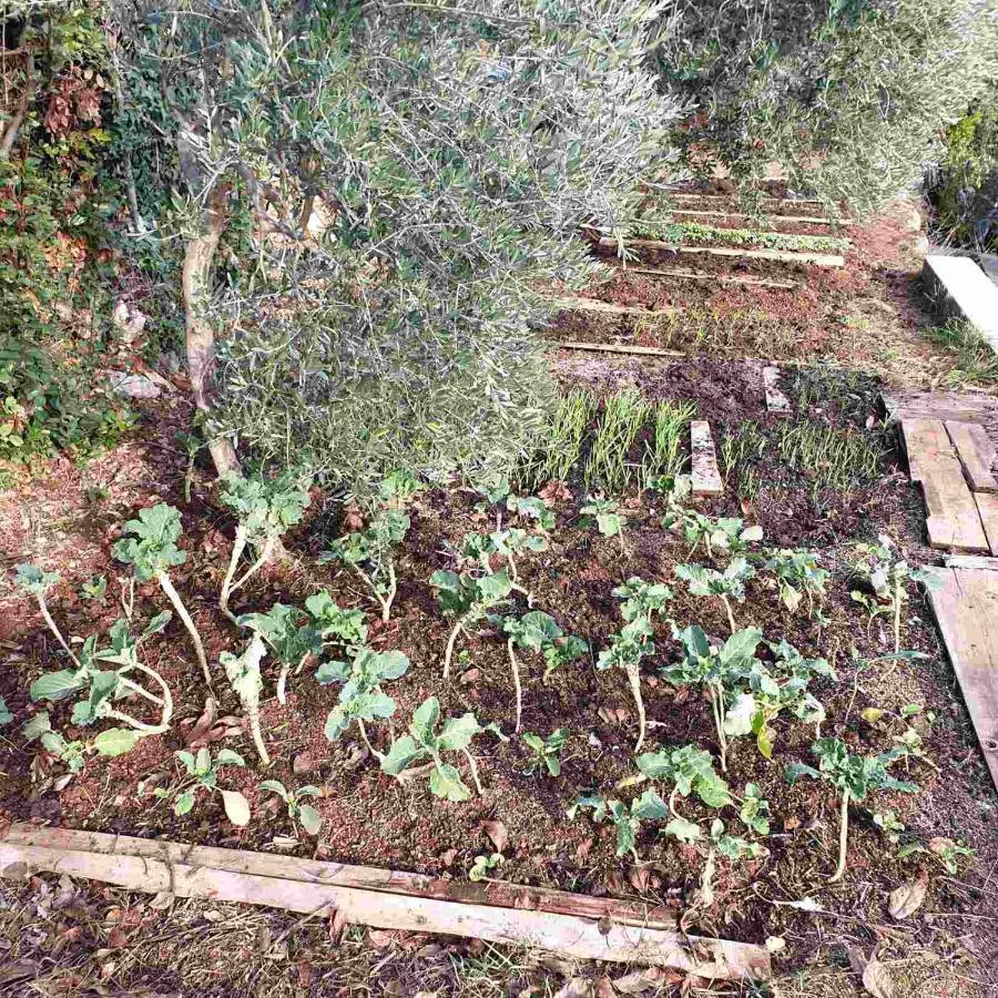 Mary'S Garden Villa Tulisevica ภายนอก รูปภาพ
